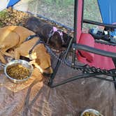 Review photo of Spring Lake State Forest Campground by Christopher P., July 9, 2021