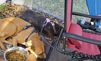 Christopher P.'s photo of camping with pets at Spring Lake State Forest Campground near Evart, MI