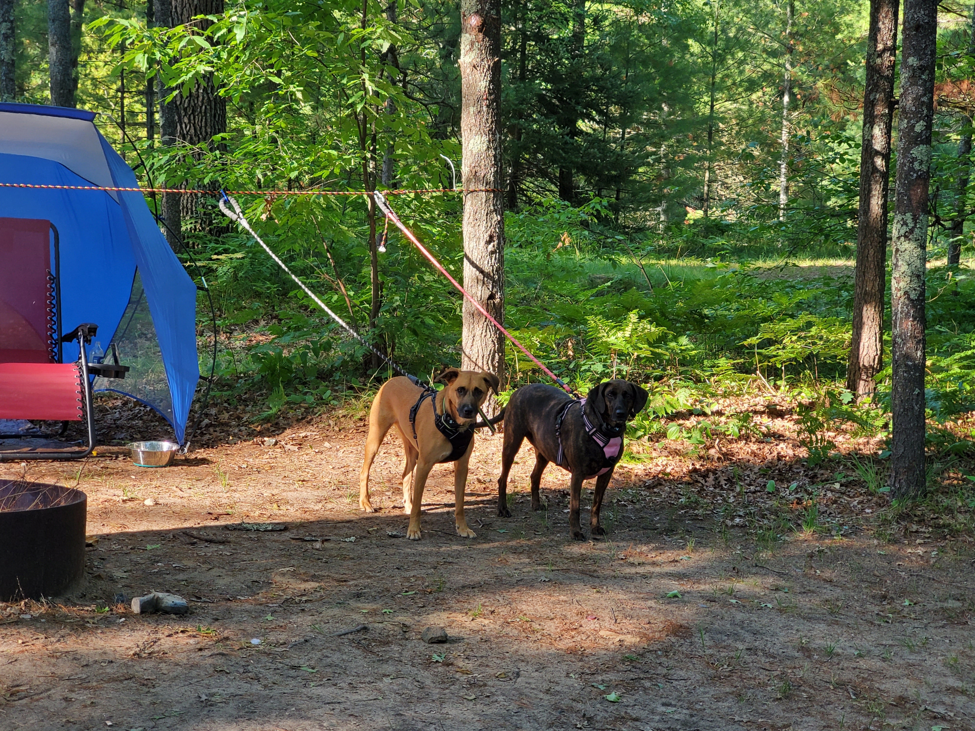 Camper submitted image from Spring Lake State Forest Campground - 5