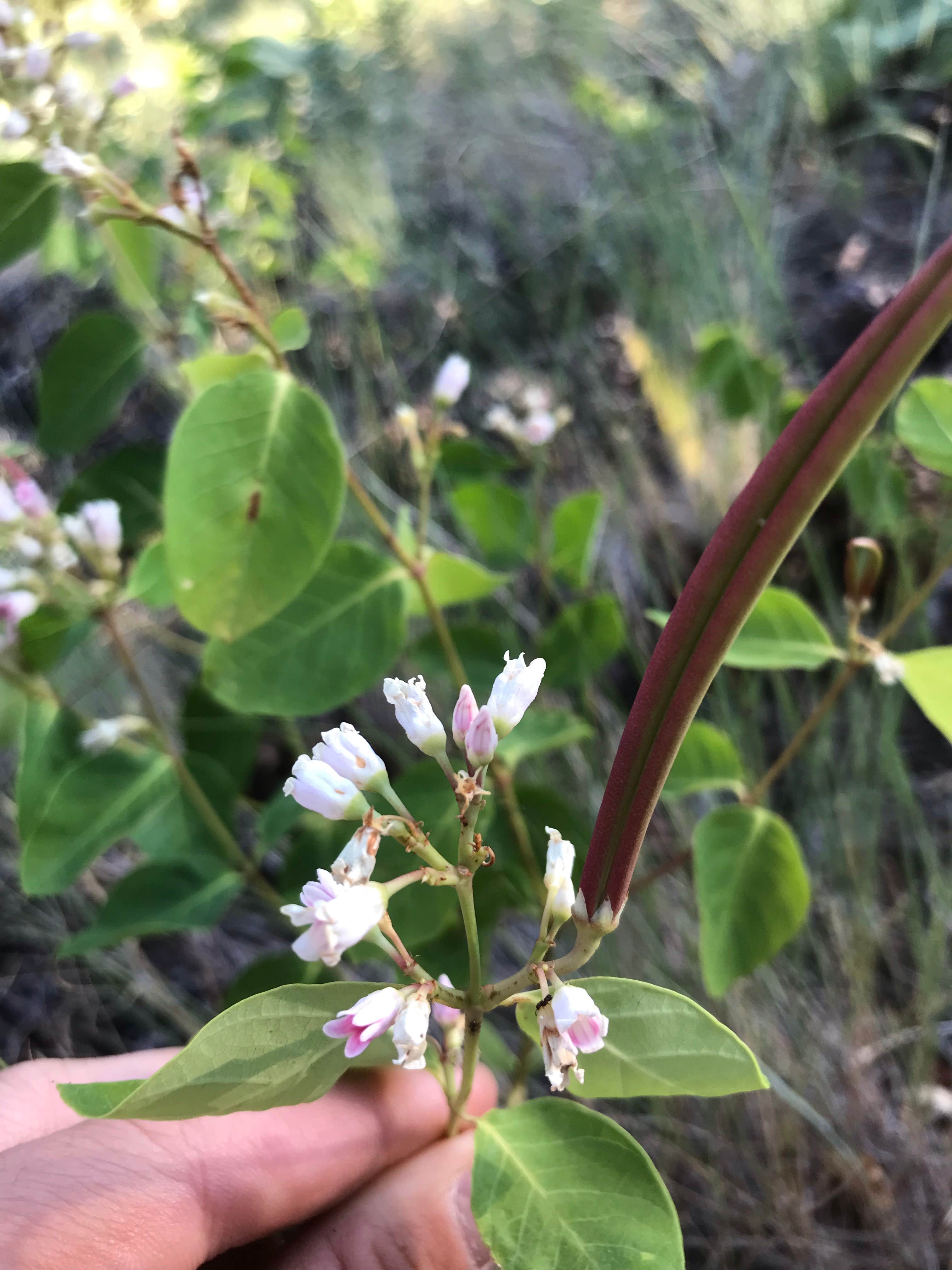 Camper submitted image from North Fork Chewelah Creek - 3