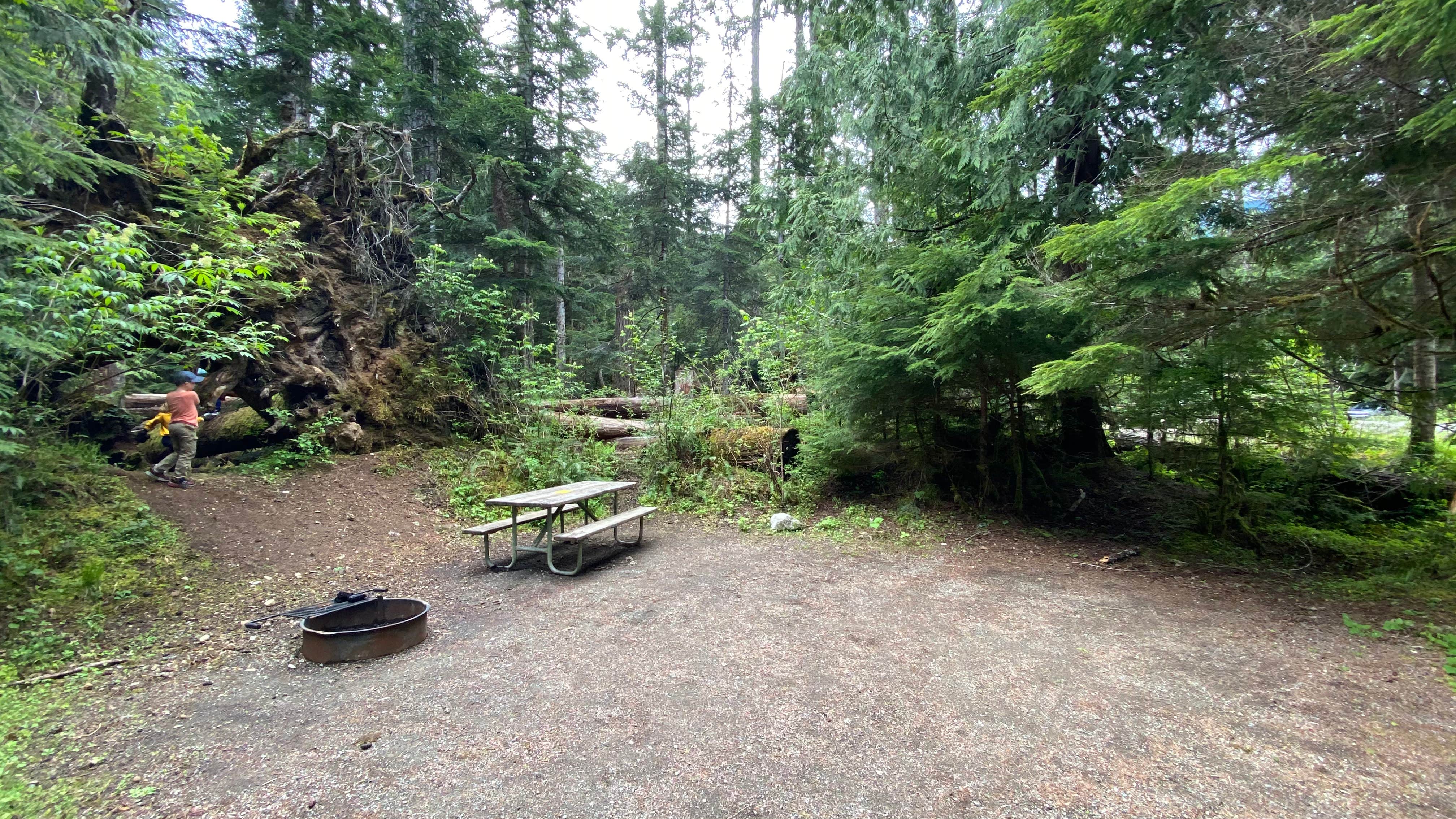 Best camping near Forks, Washington The Dyrt