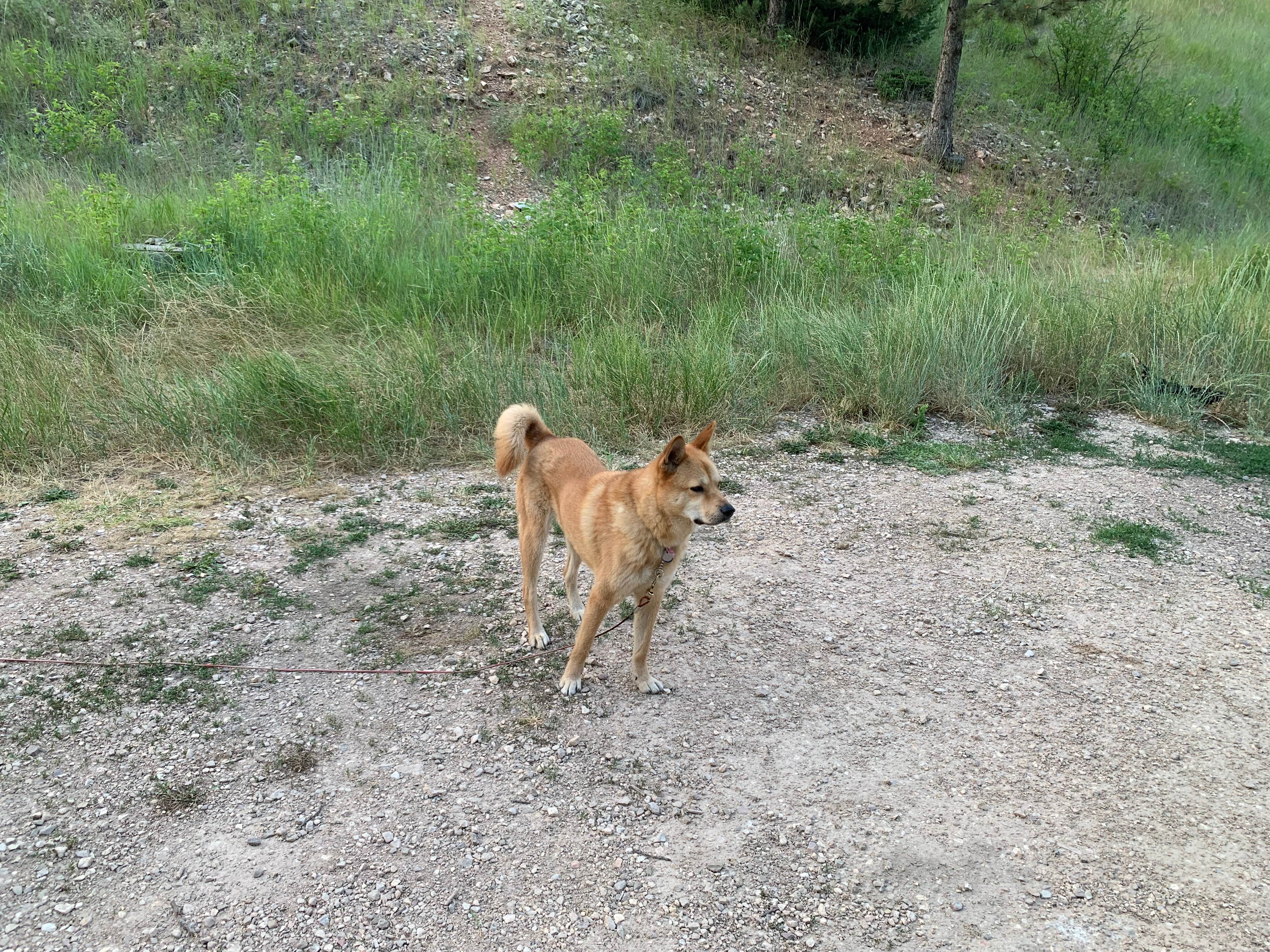 Matt T.'s photo of camping with pets at Tongue River Campground near Fort Smith, MT