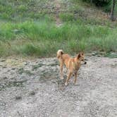 Review photo of Tongue River Campground by Matt T., July 10, 2021