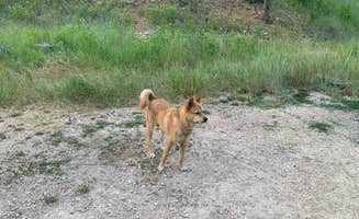 Matt T.'s photo of camping with pets at Tongue River Campground near Dayton, WY