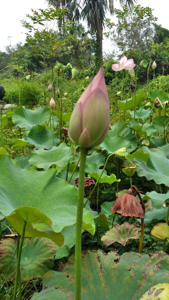 Camper-submitted photo at Sunsport Gardens Family Naturist Resort (Nudist) near Boca Raton, FL