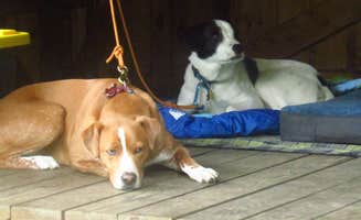 Sarah C.'s photo of camping with pets at Coleman State Park Campground near Island Pond, VT
