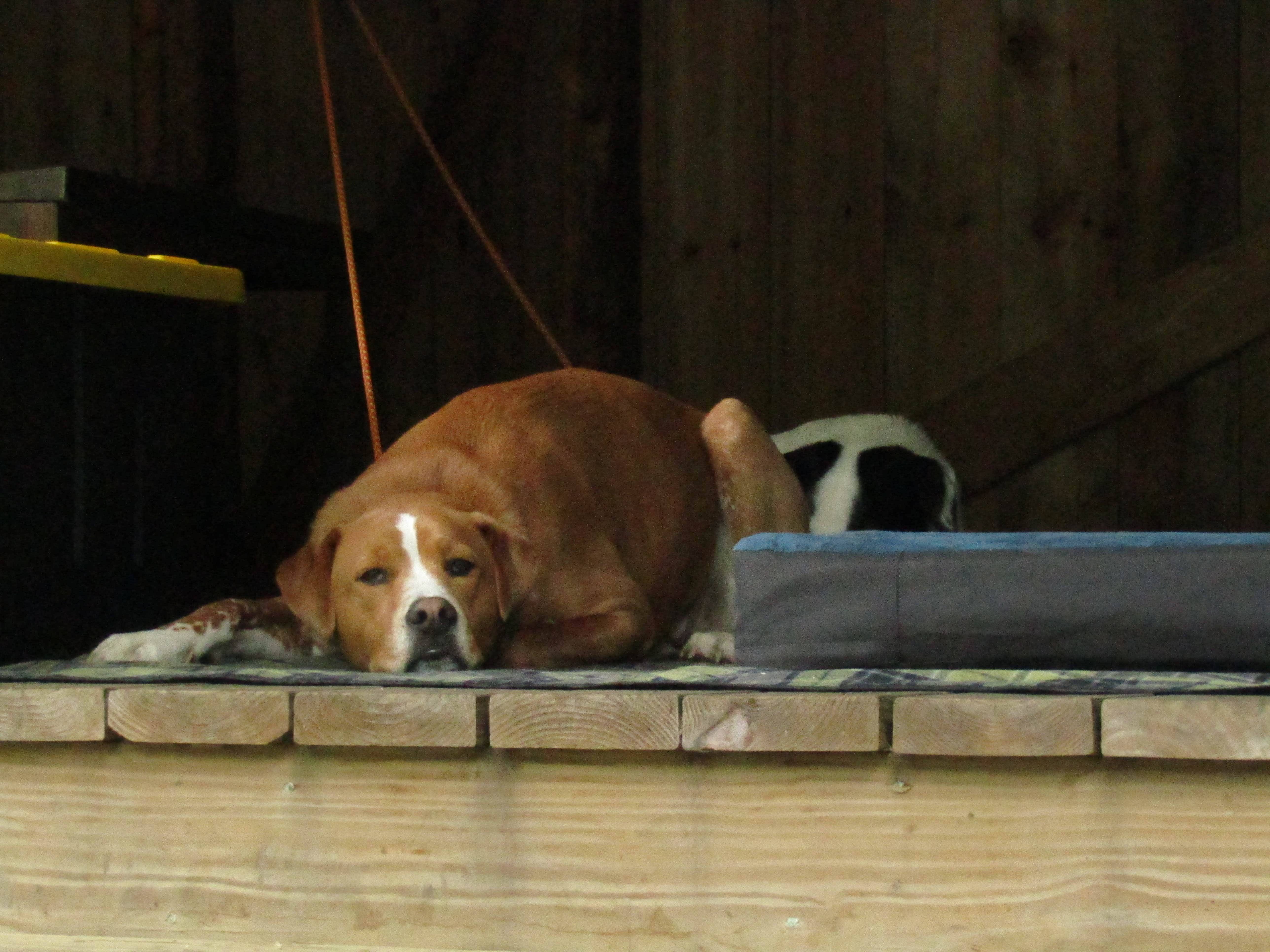 Sarah C.'s photo of camping with pets at Coleman State Park Campground near Colebrook, NH