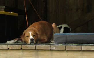 Sarah C.'s photo of camping with pets at Coleman State Park Campground near Derby Line, VT