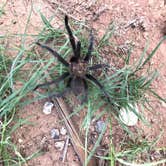 Review photo of Sagebrush Campground — Palo Duro Canyon State Park by Abigail R., July 10, 2021