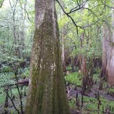 Review photo of Manatee Springs State Park Campground by John Z., July 10, 2021