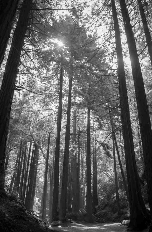 Camper submitted image from Limekiln State Park Campground — TEMPORARILY CLOSED - 2