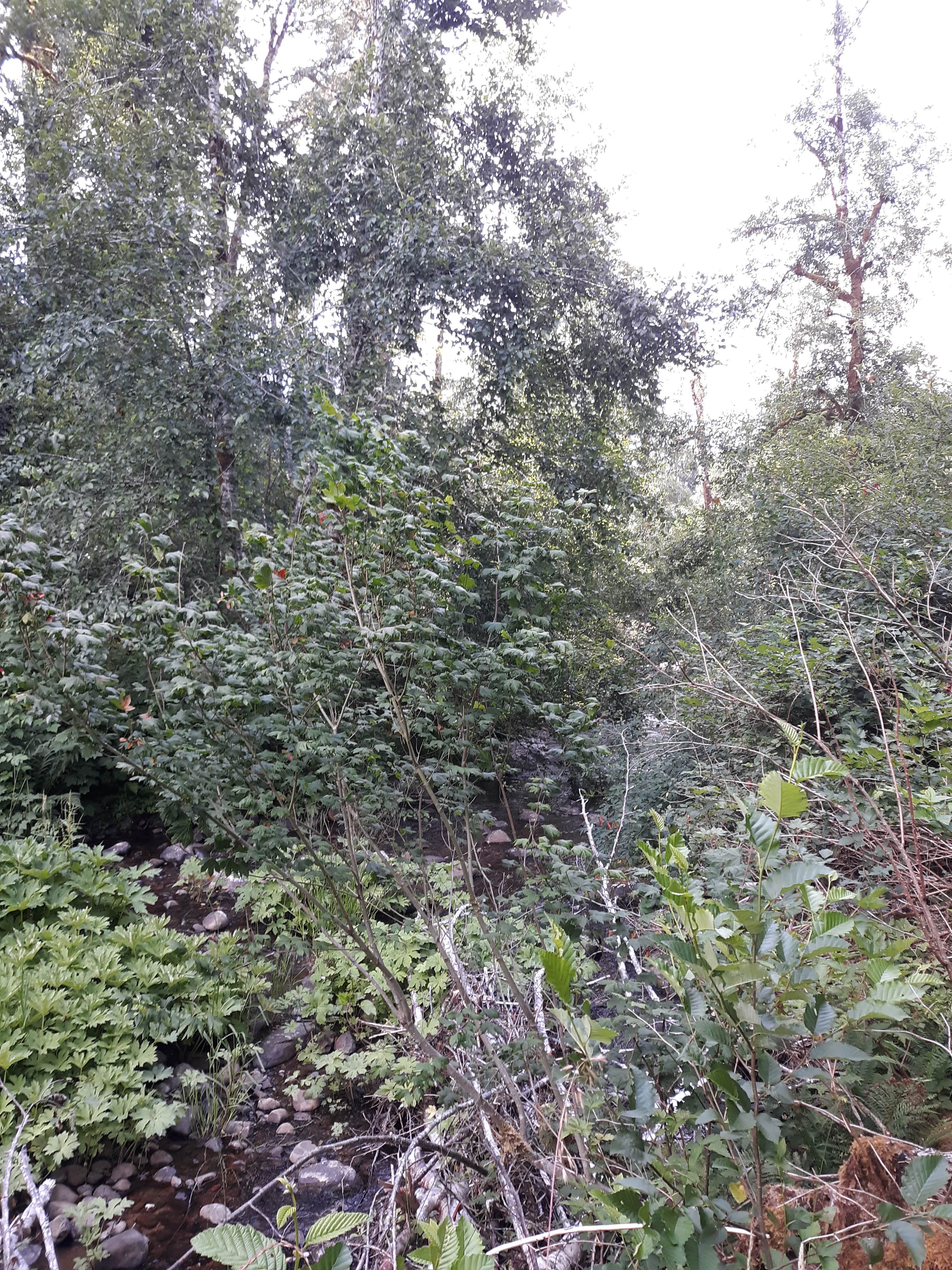 Camper-submitted photo at Big Buck Campground near Grand Ronde, OR