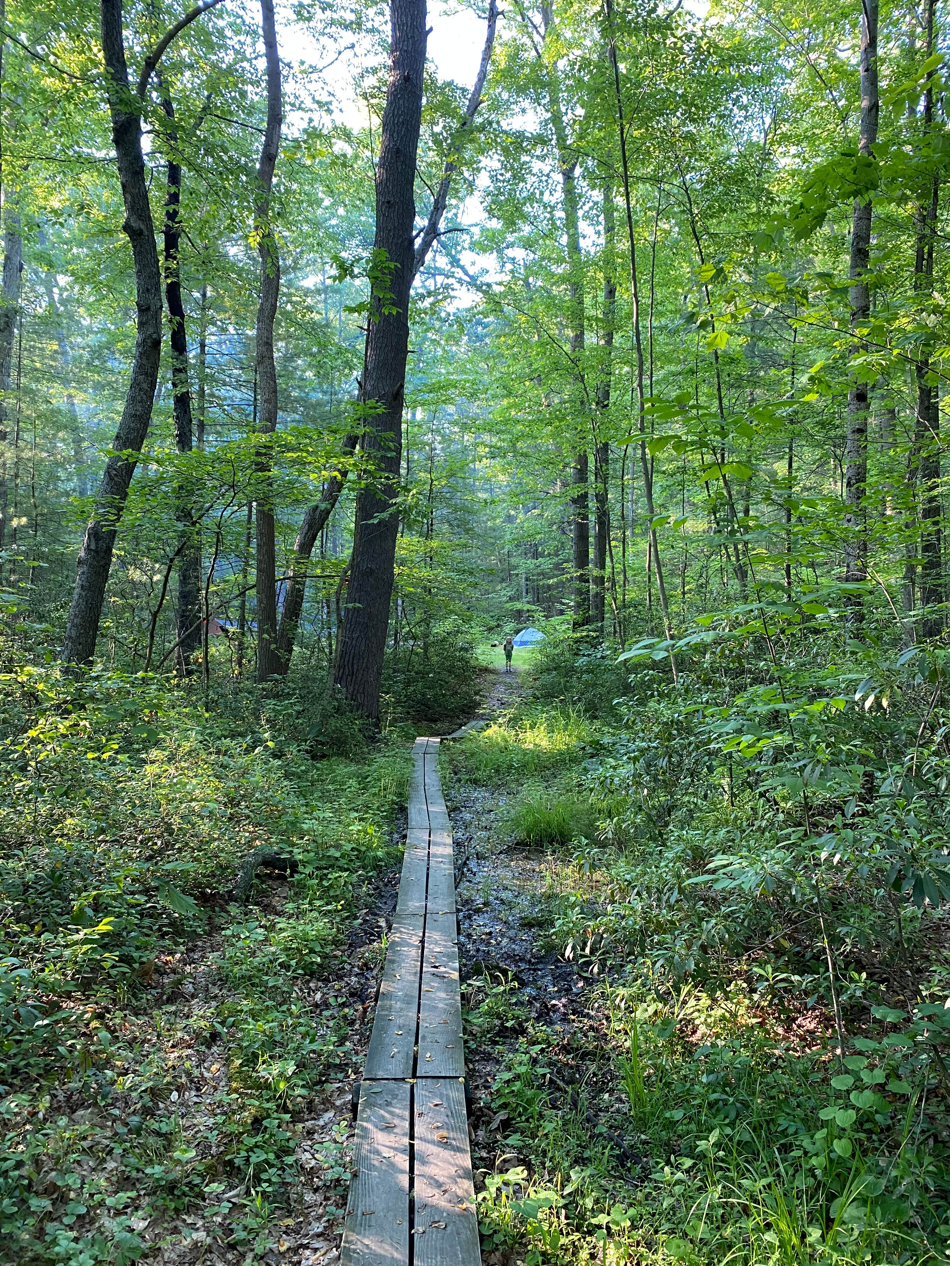 Camper submitted image from South Michaux State Forest Campsites - 2