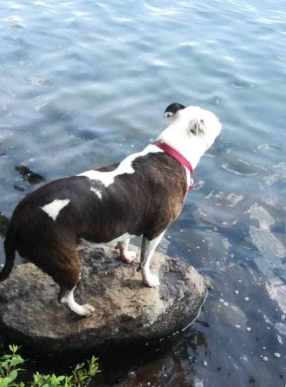 Manuela D.'s photo of camping with pets at Sunset Cove Campground near Oakridge, OR