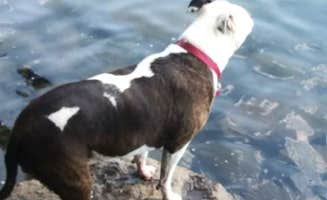 Manuela D.'s photo of camping with pets at Sunset Cove Campground near Chemult, OR