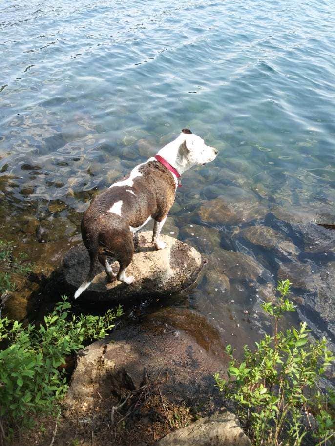 Manuela D.'s photo of camping with pets at Sunset Cove Campground near Chemult, OR