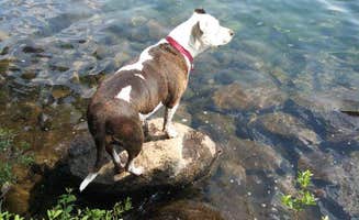Manuela D.'s photo of camping with pets at Sunset Cove Campground near Chemult, OR