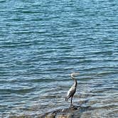 Review photo of Georgia Power Lake Juliette Dames Ferry Park by Melissa H., July 10, 2021