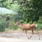 Review photo of East Portal Campground at Estes Park by Brian B., July 18, 2016