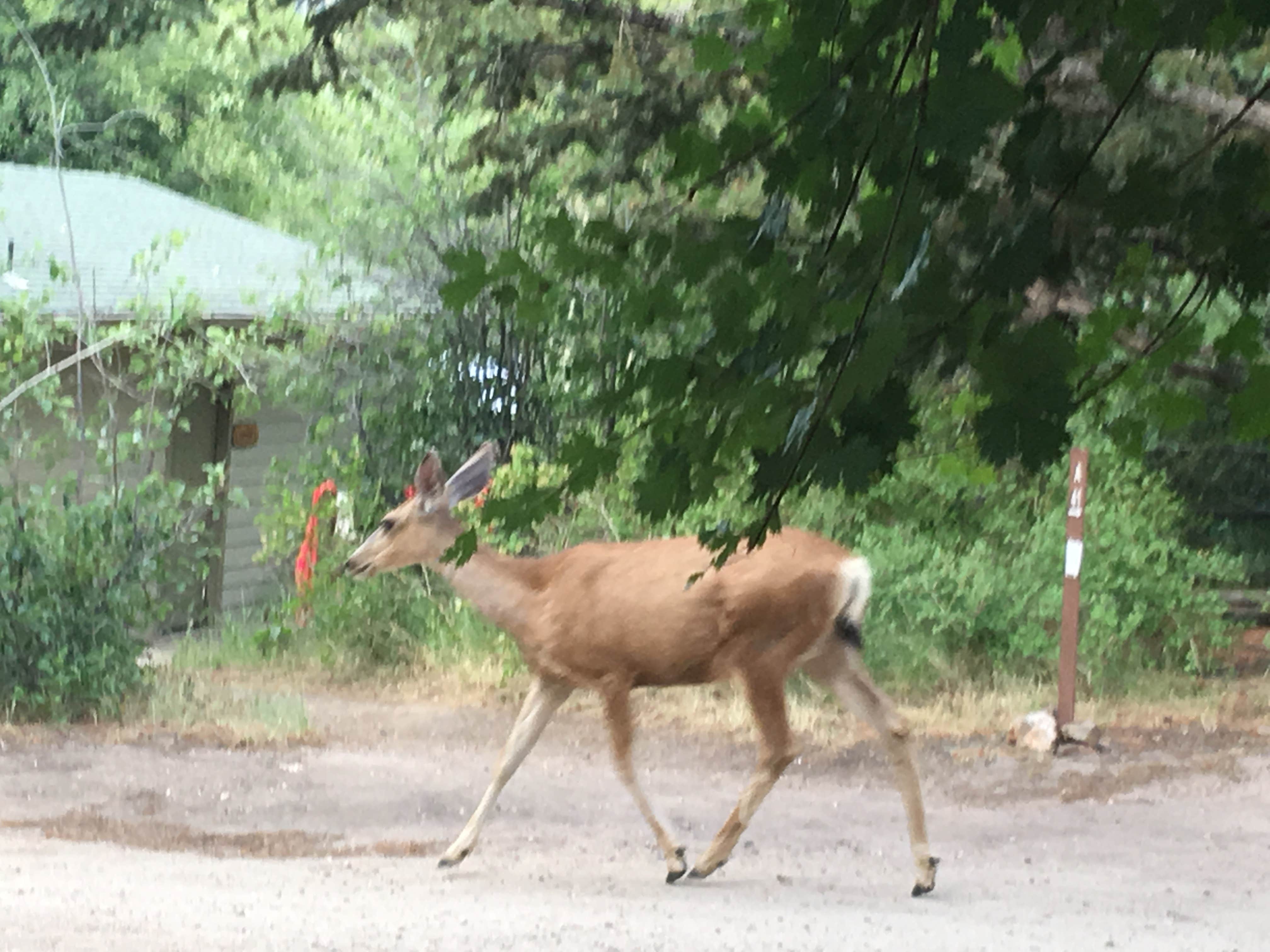 Animals