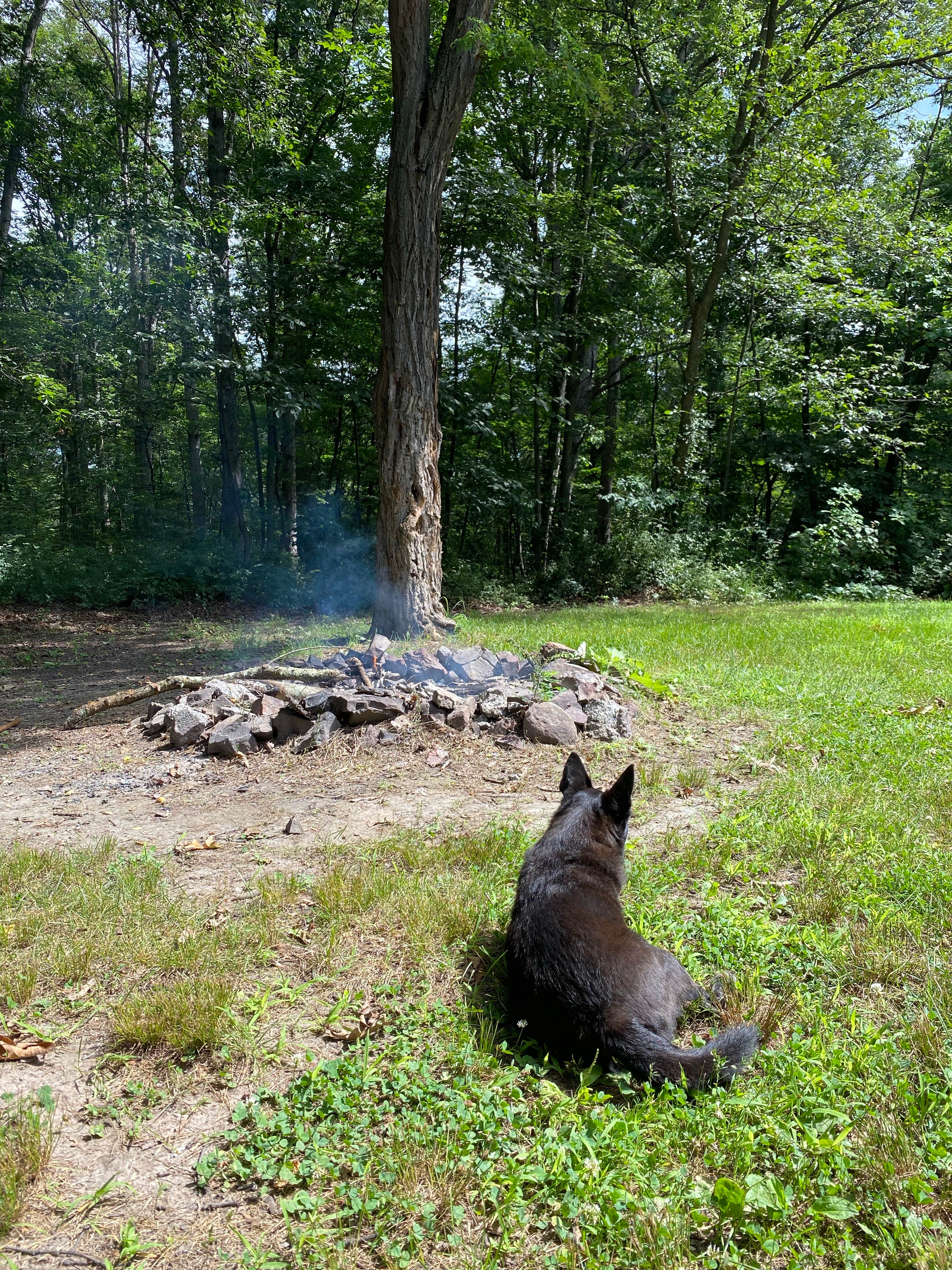 Jacqueline F.'s photo of camping with pets at Green Ridge State Forest near Big Cove Tannery, PA