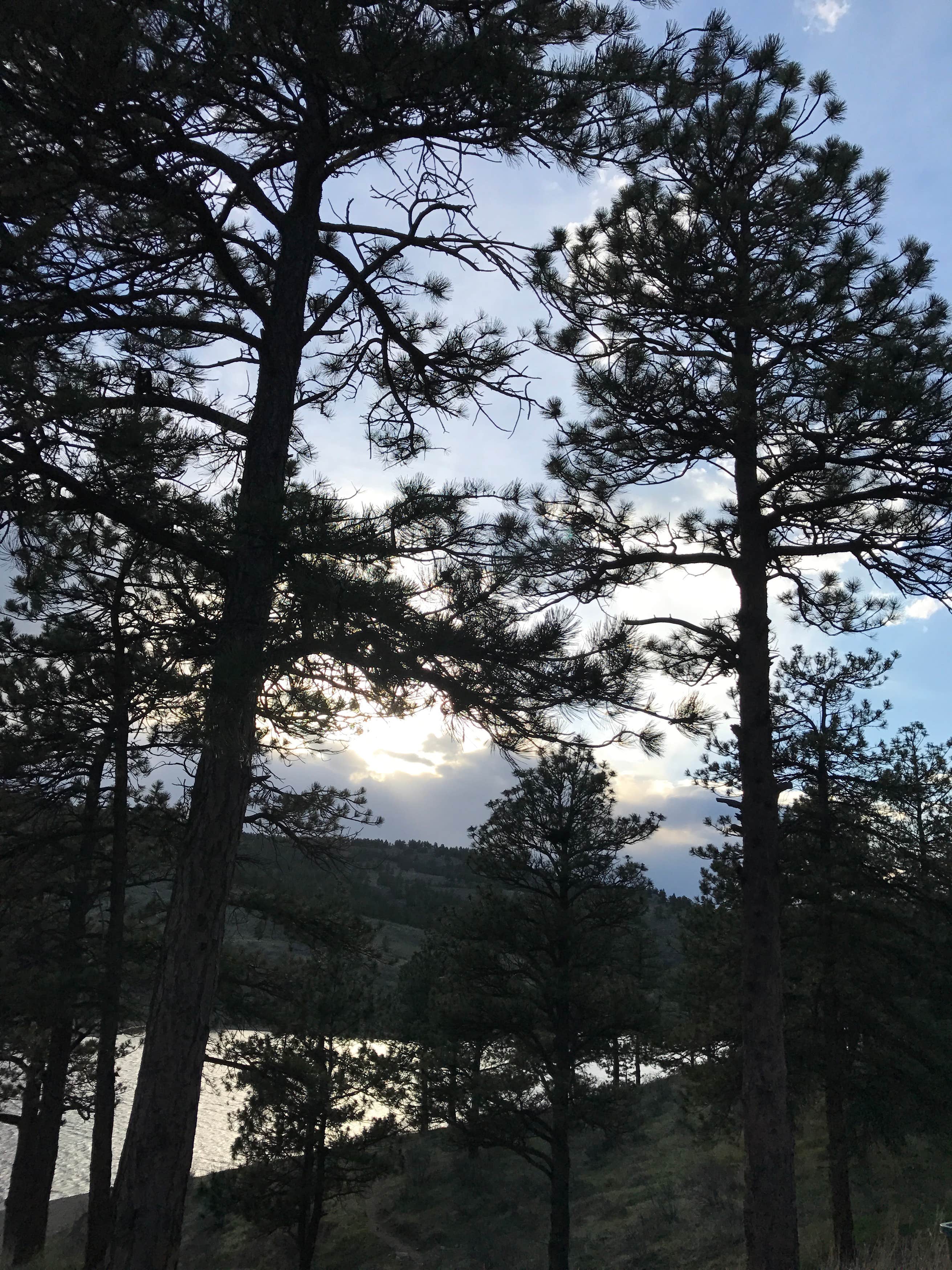 Pinewood Lake The Dyrt