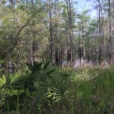 Review photo of Sand Pond Campground - Pine Log State Forest by Dale W., July 10, 2021