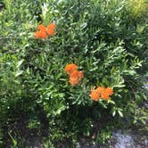 Review photo of Sand Pond Campground - Pine Log State Forest by Dale W., July 10, 2021