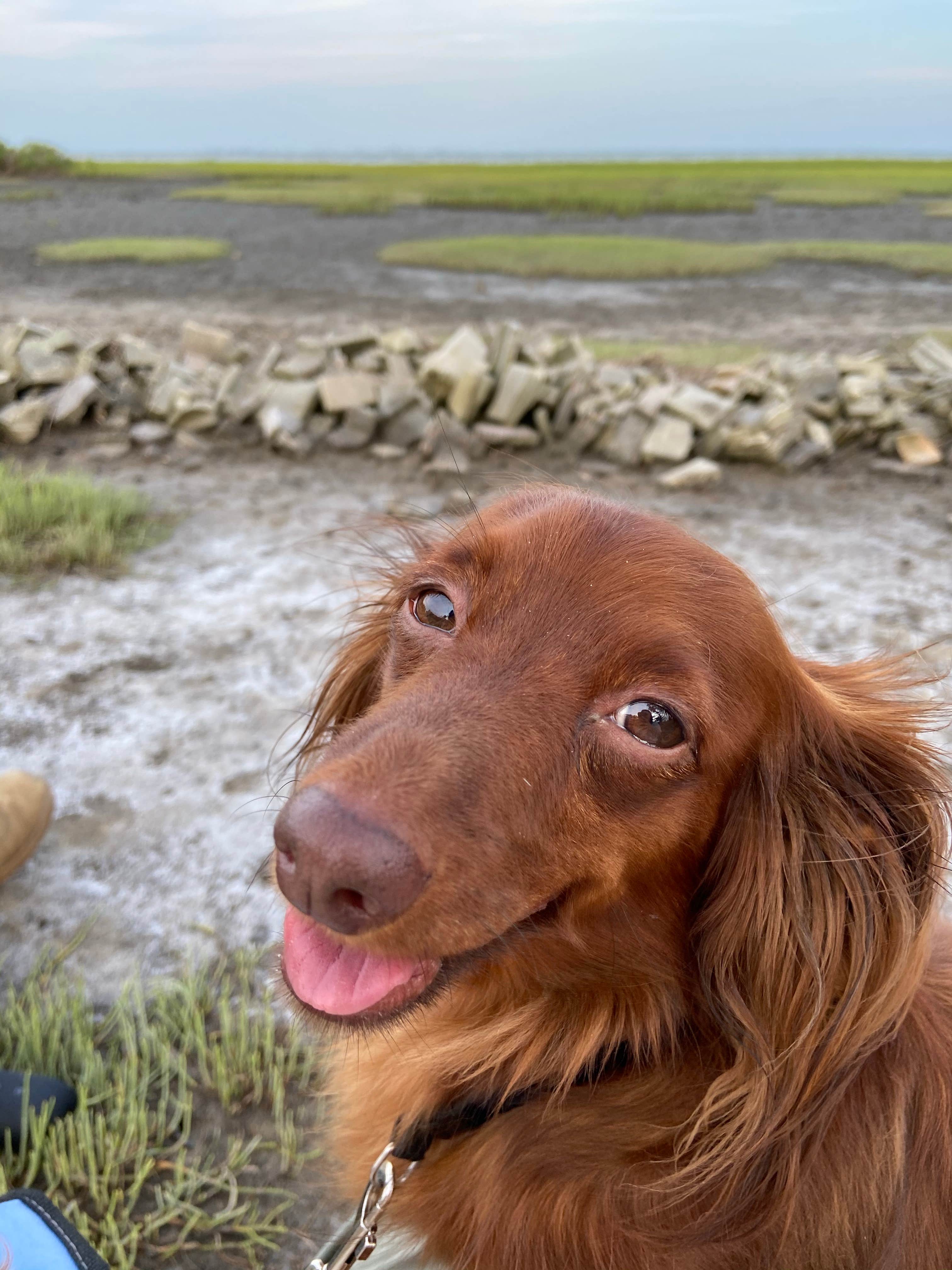 autumn L.'s photo of camping with pets at Thousand Trails Virginia Landing near Nassawadox, VA