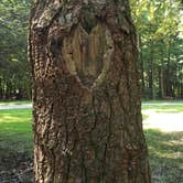 Review photo of Cook Forest State Park Campground by Amanda , July 10, 2021