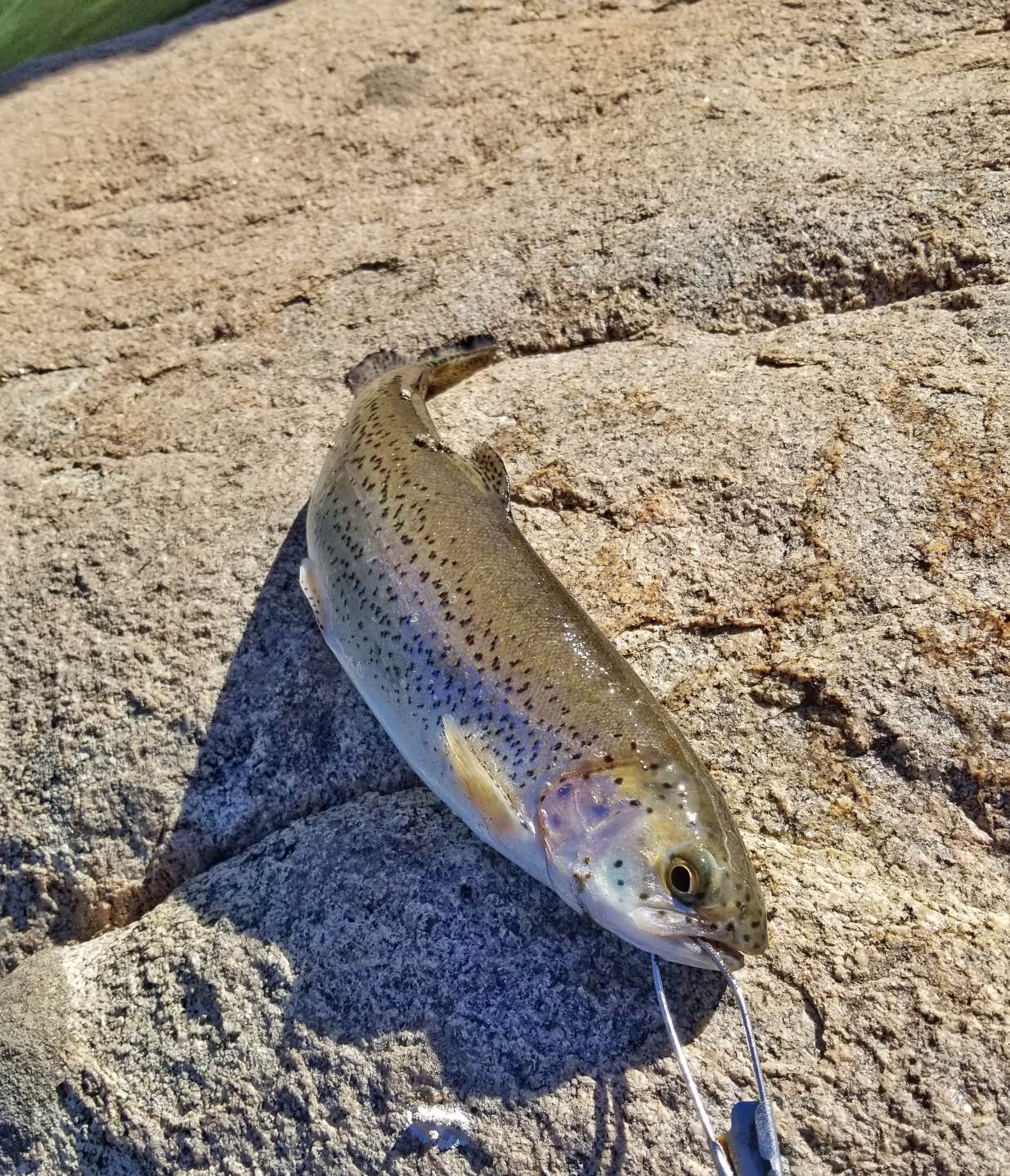 Camper submitted image from Sand Flat Campground - 5