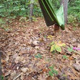 Review photo of Davidson River Campground by Dori S., June 14, 2018