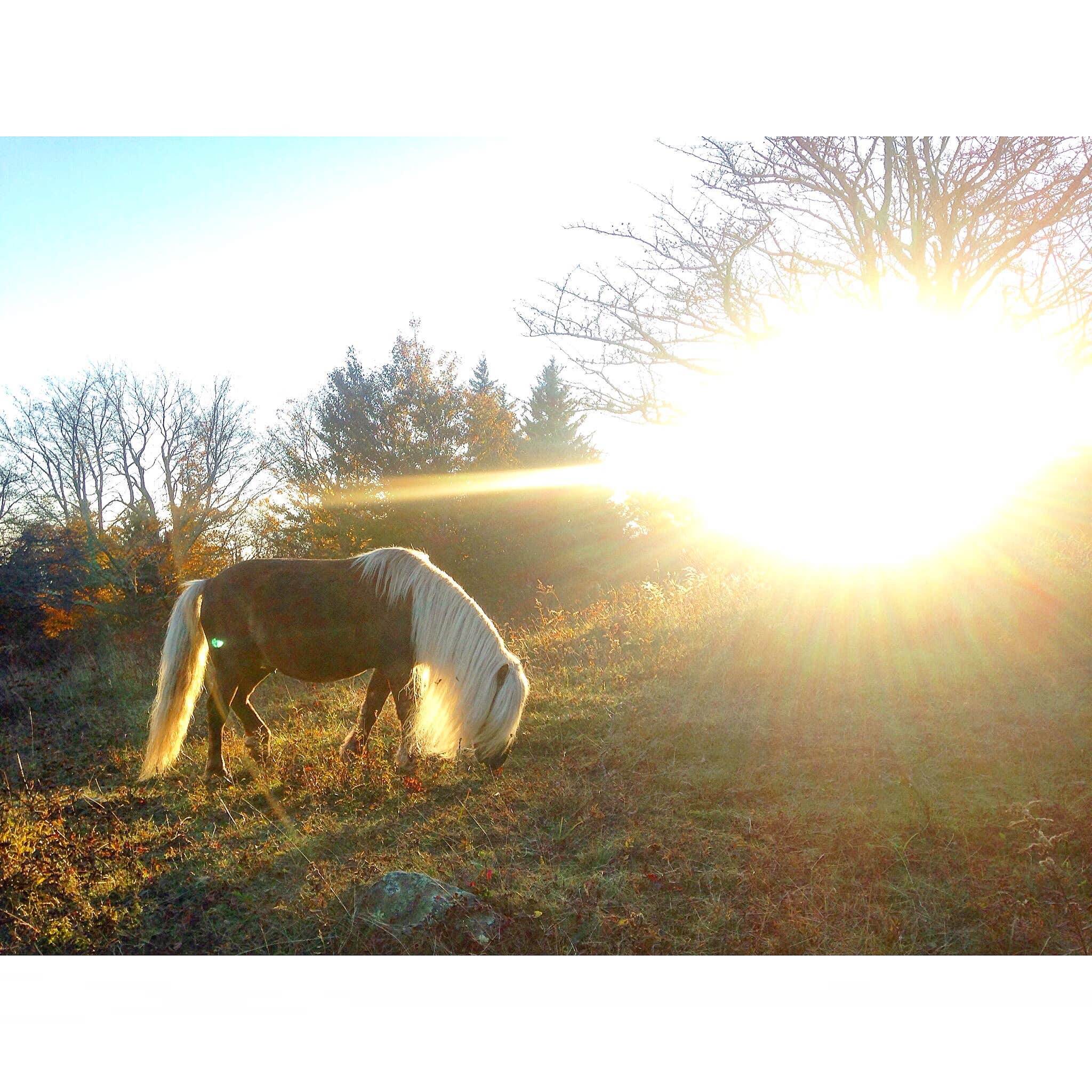 Kelly C.'s photo of camping with a horse at Chestnut Hollow Horse Campground — Grayson Highlands State Park near Fleetwood, NC
