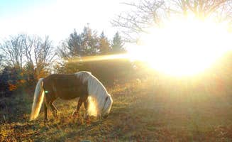 Kelly C.'s photo of camping with a horse at Chestnut Hollow Horse Campground — Grayson Highlands State Park near Bastian, VA