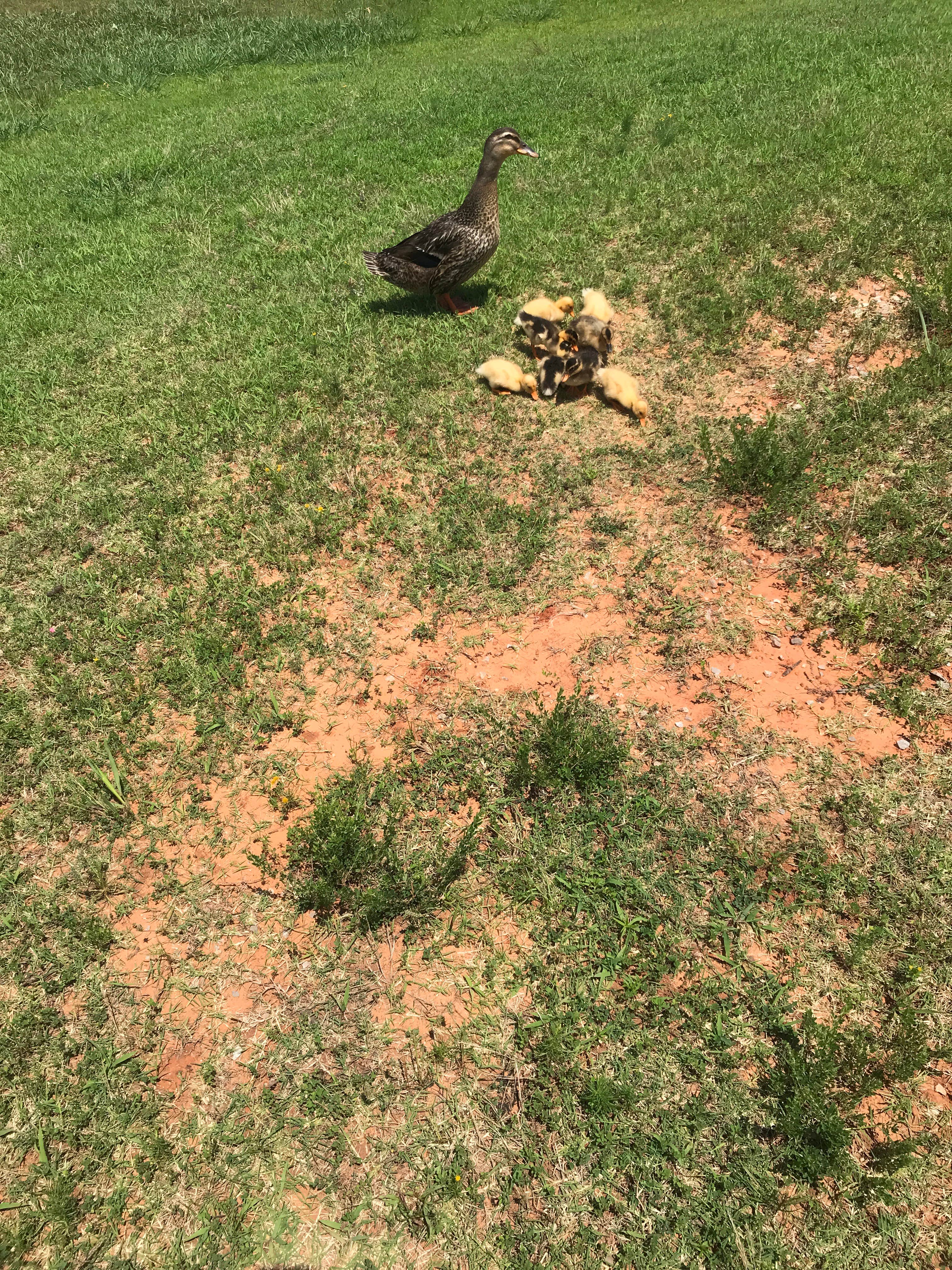 Camper-submitted photo at Wes Watkins Reservoir near Midwest City, OK