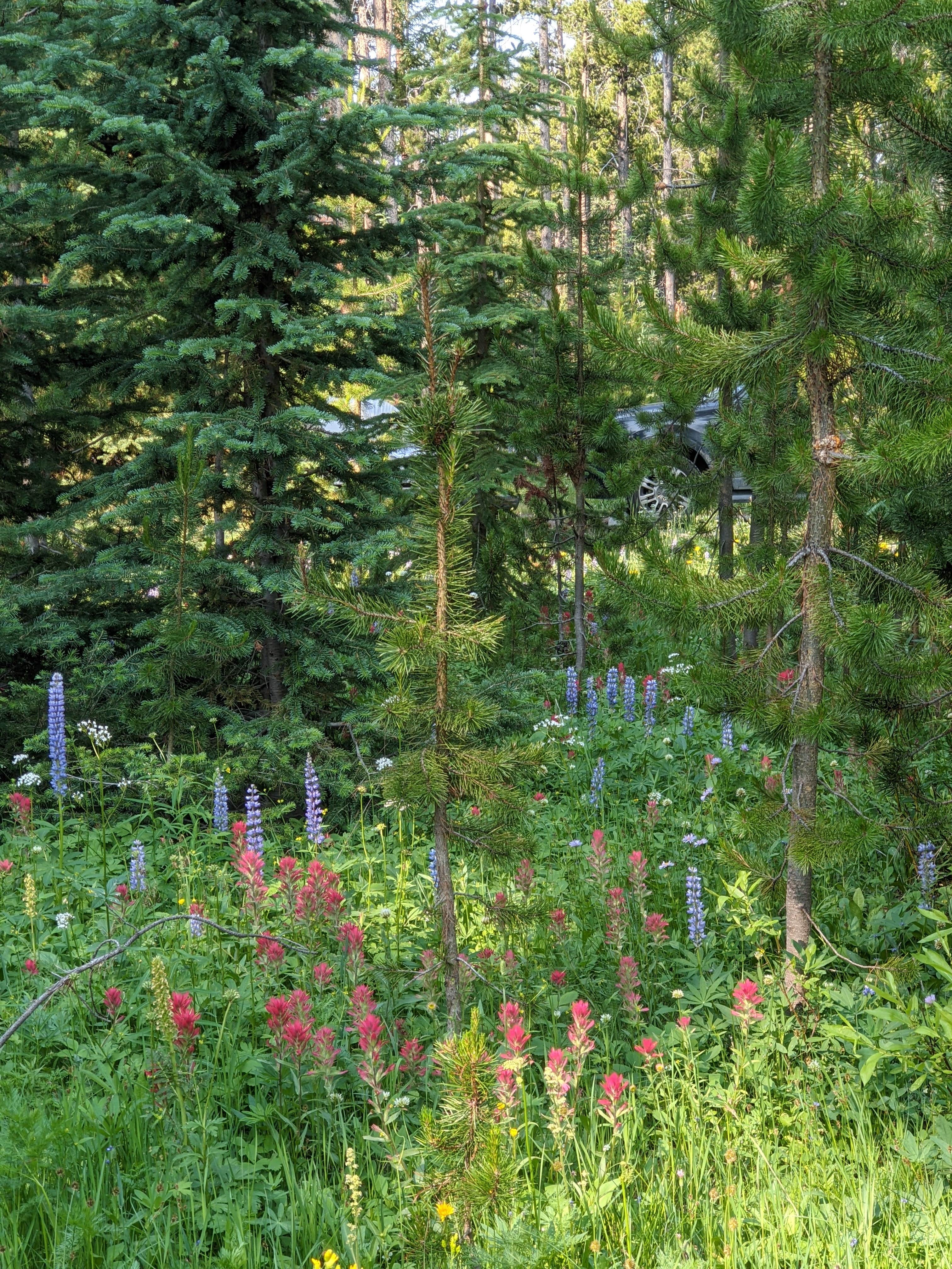 Camper submitted image from Price Creek Campground (Mt) — Beaverhead Deerlodge National Forest - 2