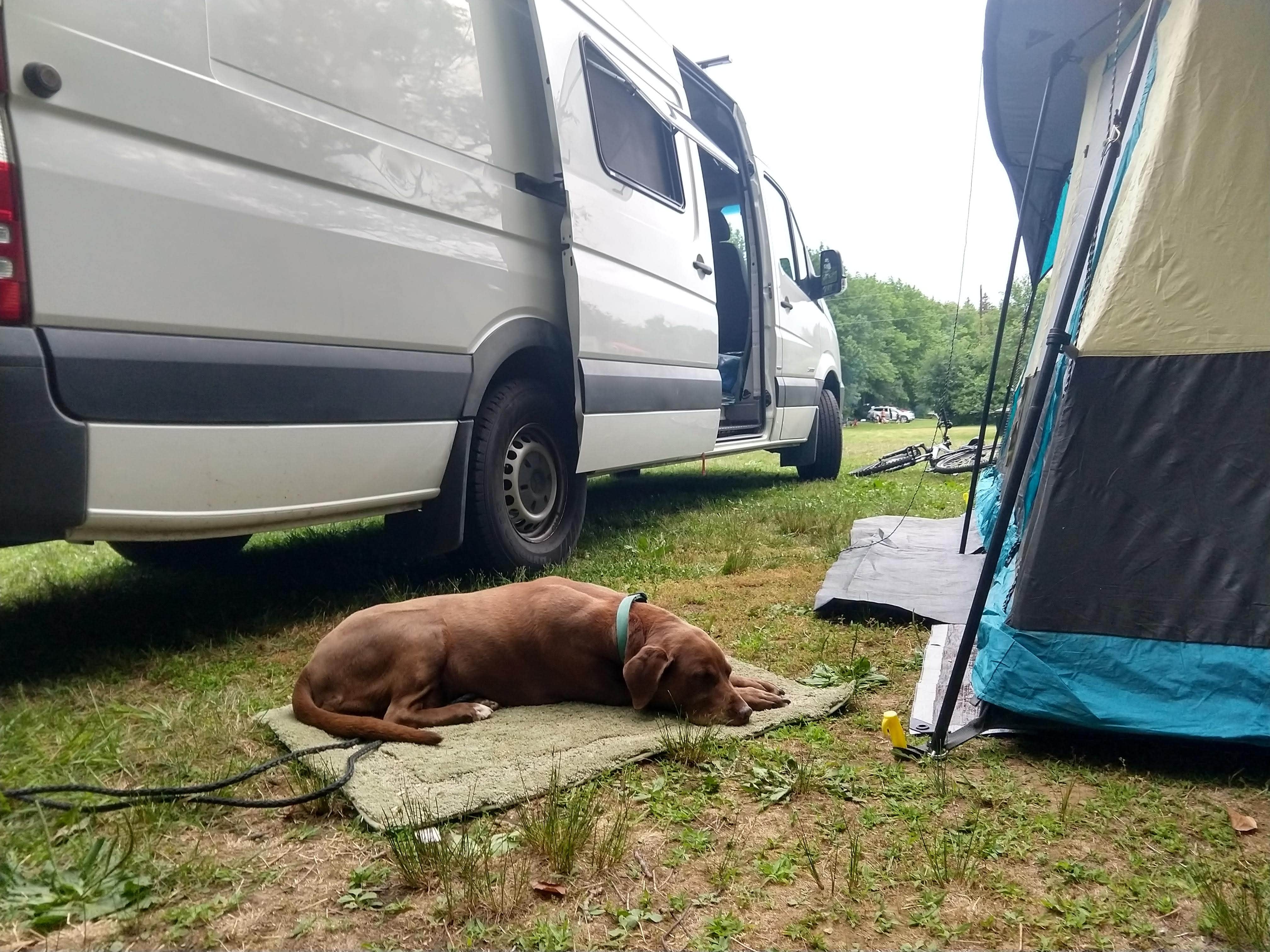Rebecca T.'s photo of camping with pets at Hadley's Point Campground near Milbridge, ME