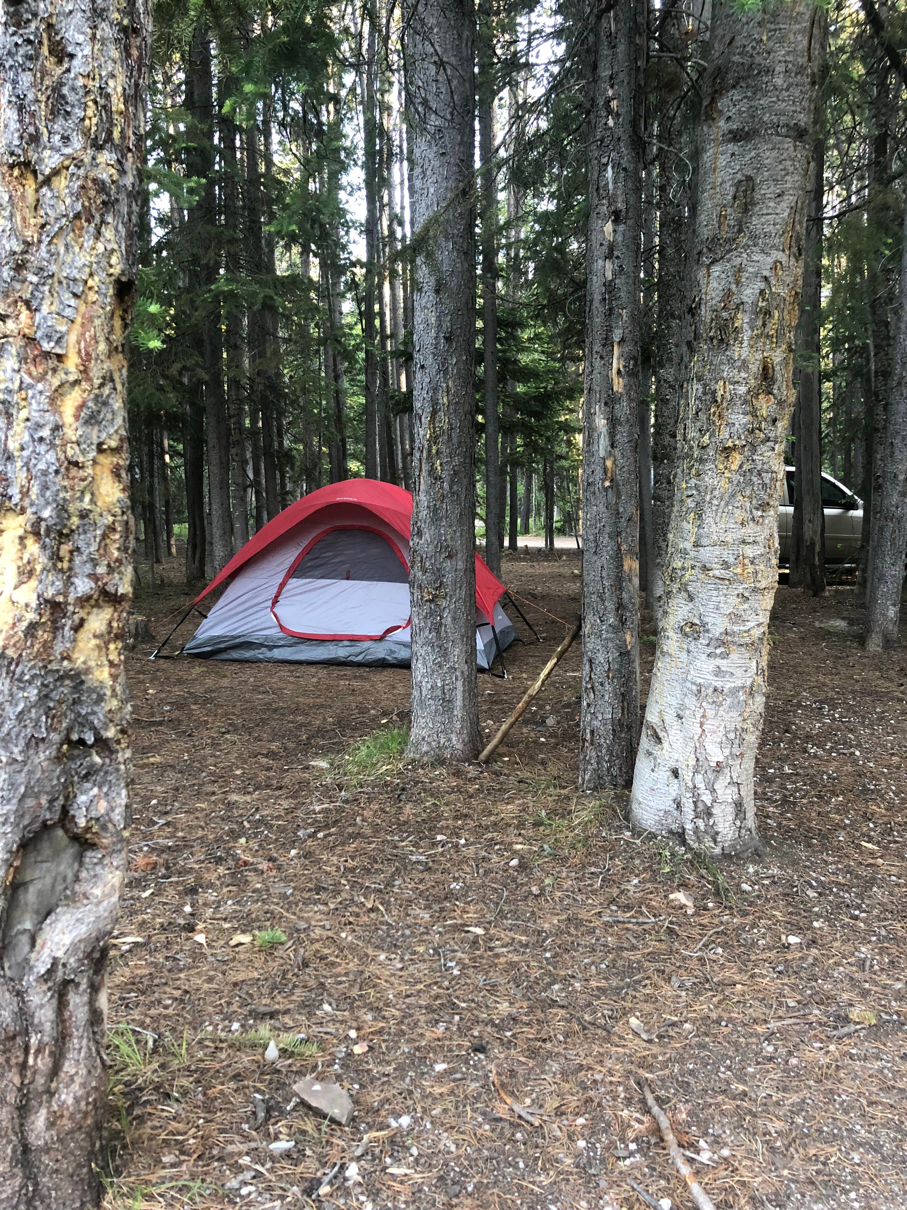 Dale G.'s photo of tent camping at Lodgepole Campground near Evansville, WY