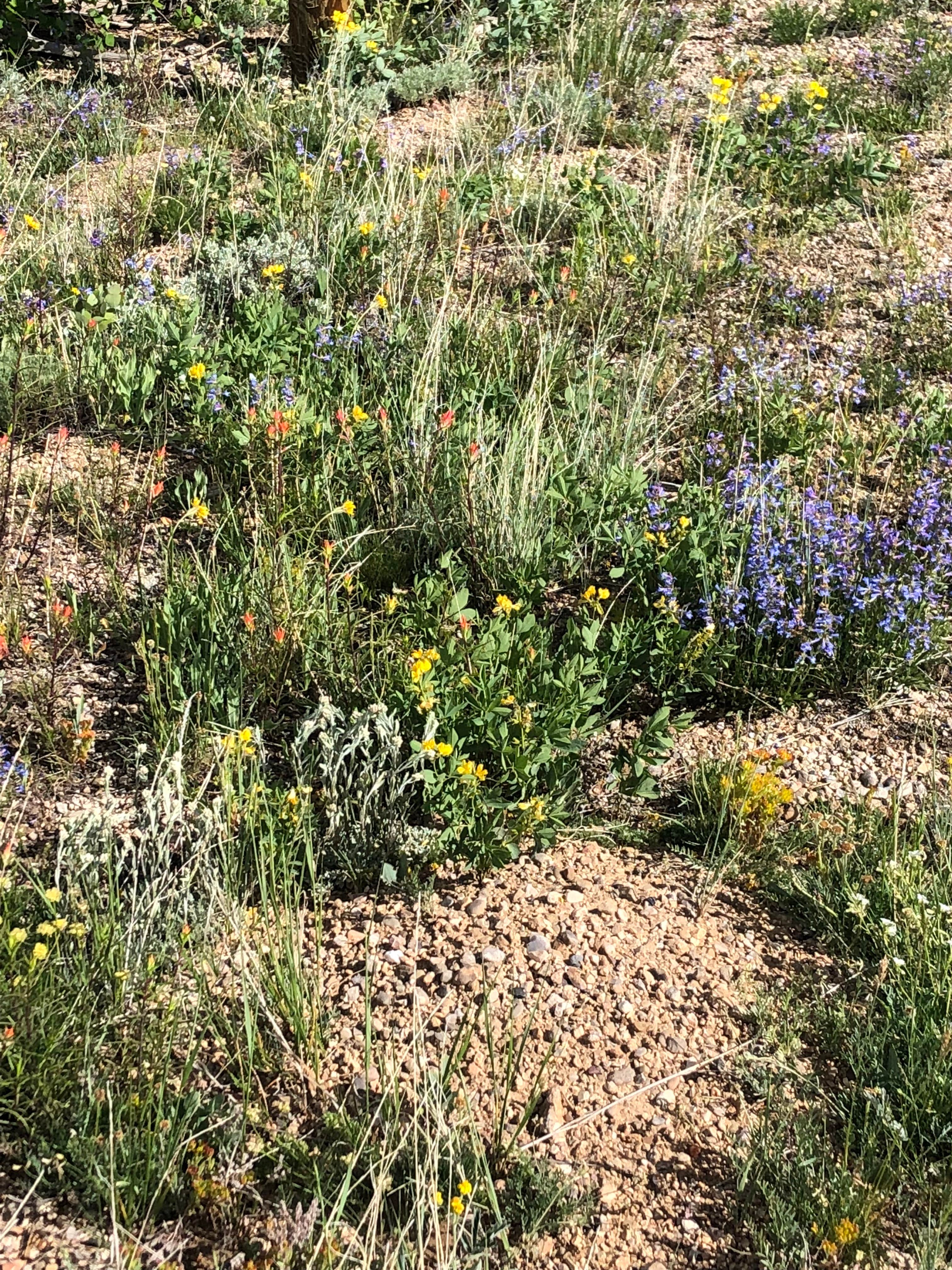 Camper-submitted photo at Lodgepole Campground near Evansville, WY