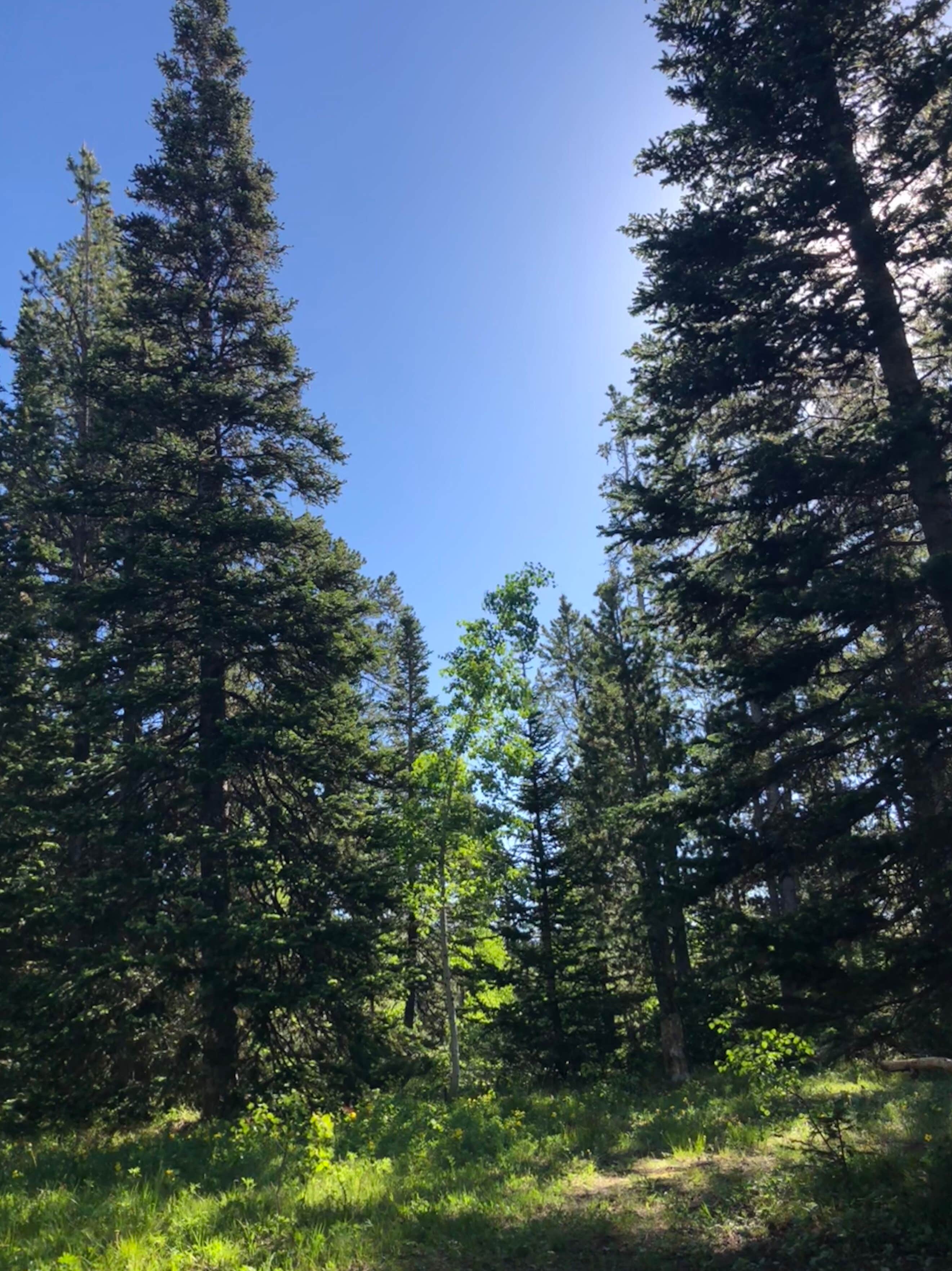 Camper-submitted photo at Lodgepole Campground near Evansville, WY