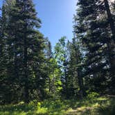 Review photo of Lodgepole Campground by Dale G., June 14, 2018