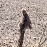 Review photo of Kofa National Wildlife Refuge by Jon F., July 11, 2021