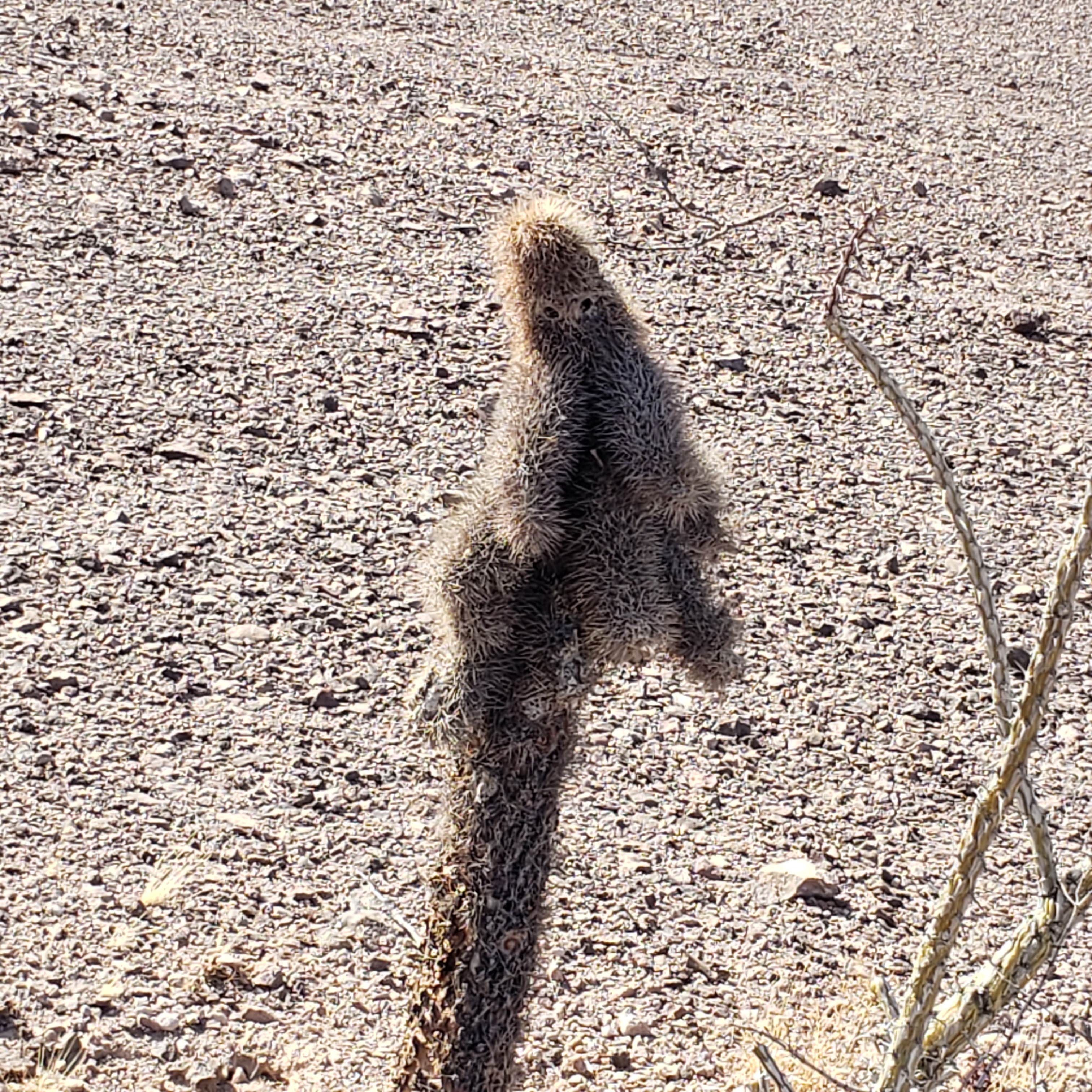 Camper submitted image from Kofa National Wildlife Refuge - 5