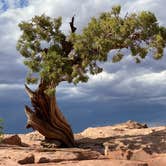 Review photo of Kayenta Campground — Dead Horse Point State Park by Camp Comet , July 11, 2021