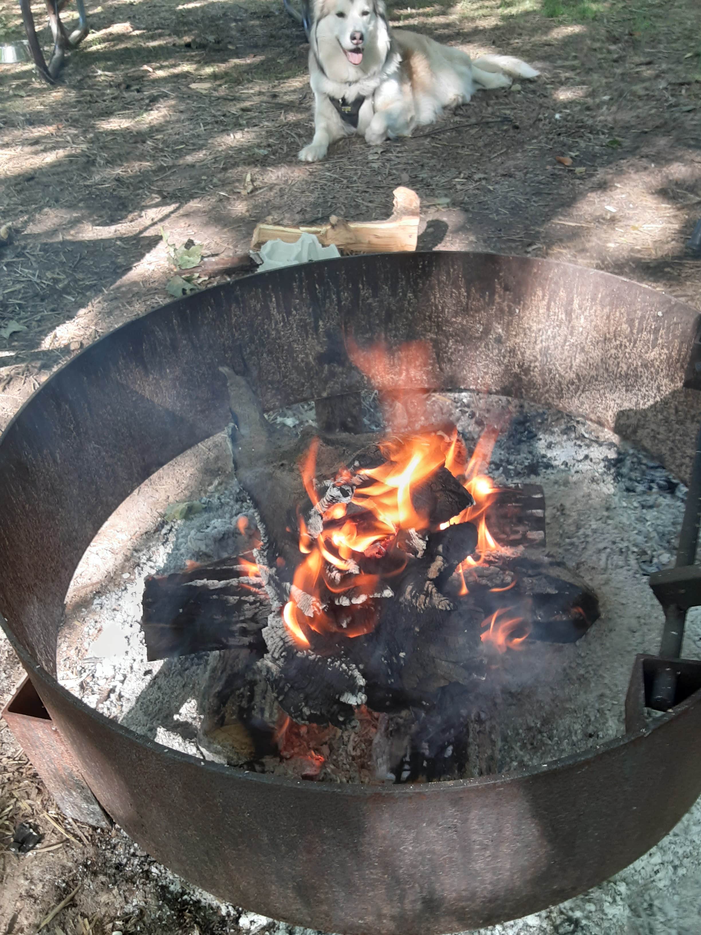 Lawrence L.'s photo of camping with pets at Cowan Lake State Park Campground near Hillsboro, OH