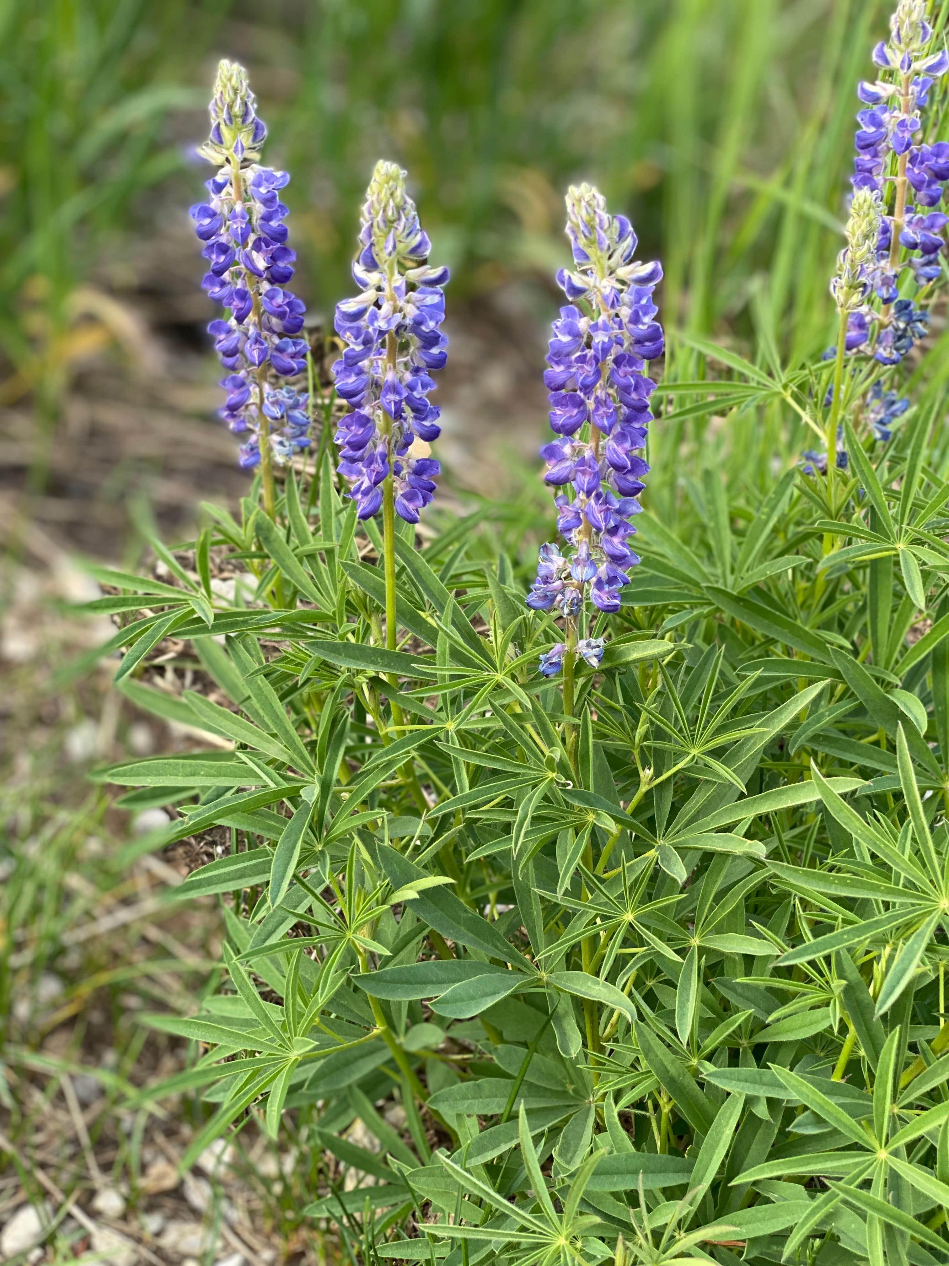 Camper-submitted photo at Deep Lake near New Castle, CO