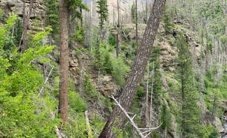 Camp Comet's photo of camping with pets at West Fork Campground near Pagosa Springs, CO
