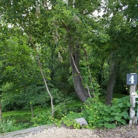 Site 4 overlooking the creek.