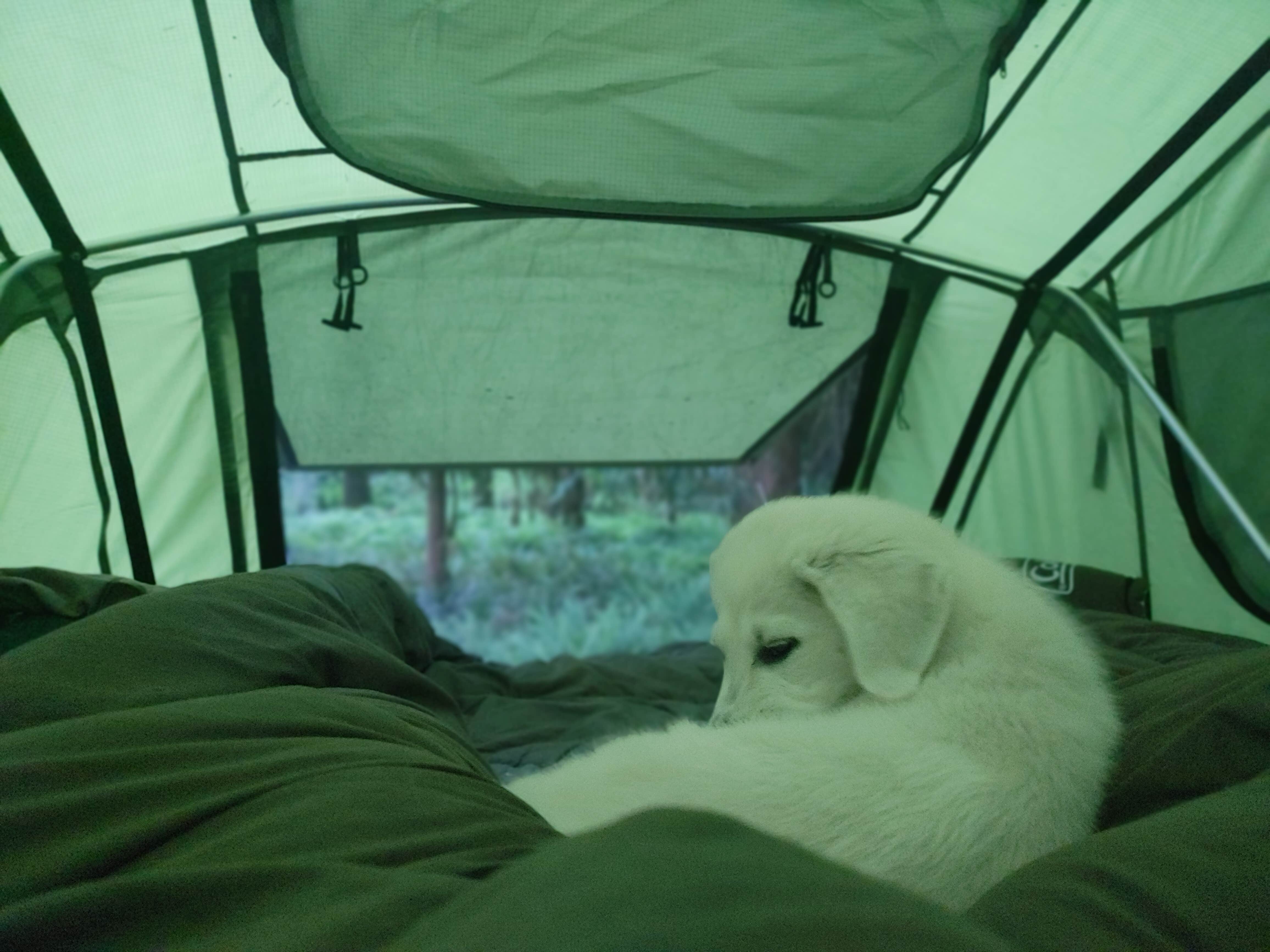 Jr And Jade S.'s photo of tent camping at Graves Creek Campground — Olympic National Park near Amanda Park, WA