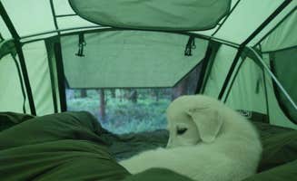 Jr And Jade S.'s photo of tent camping at Graves Creek Campground — Olympic National Park near Malone, WA